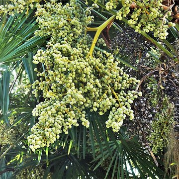Château de Mounet-Sully