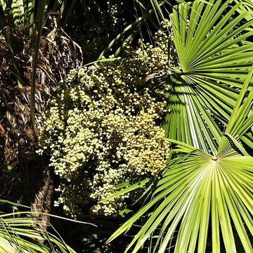 Château de Mounet-Sully