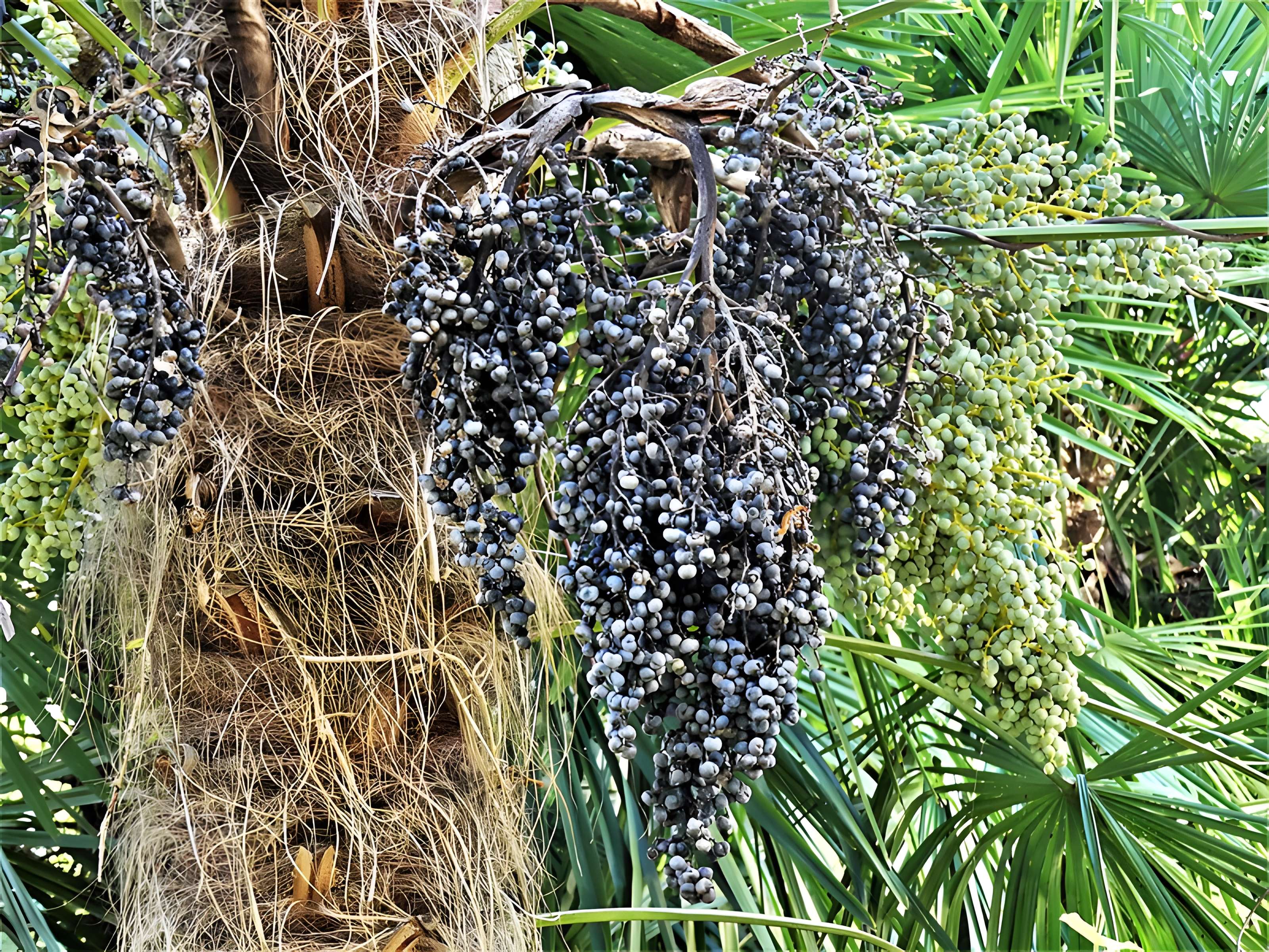 Château de Mounet-Sully