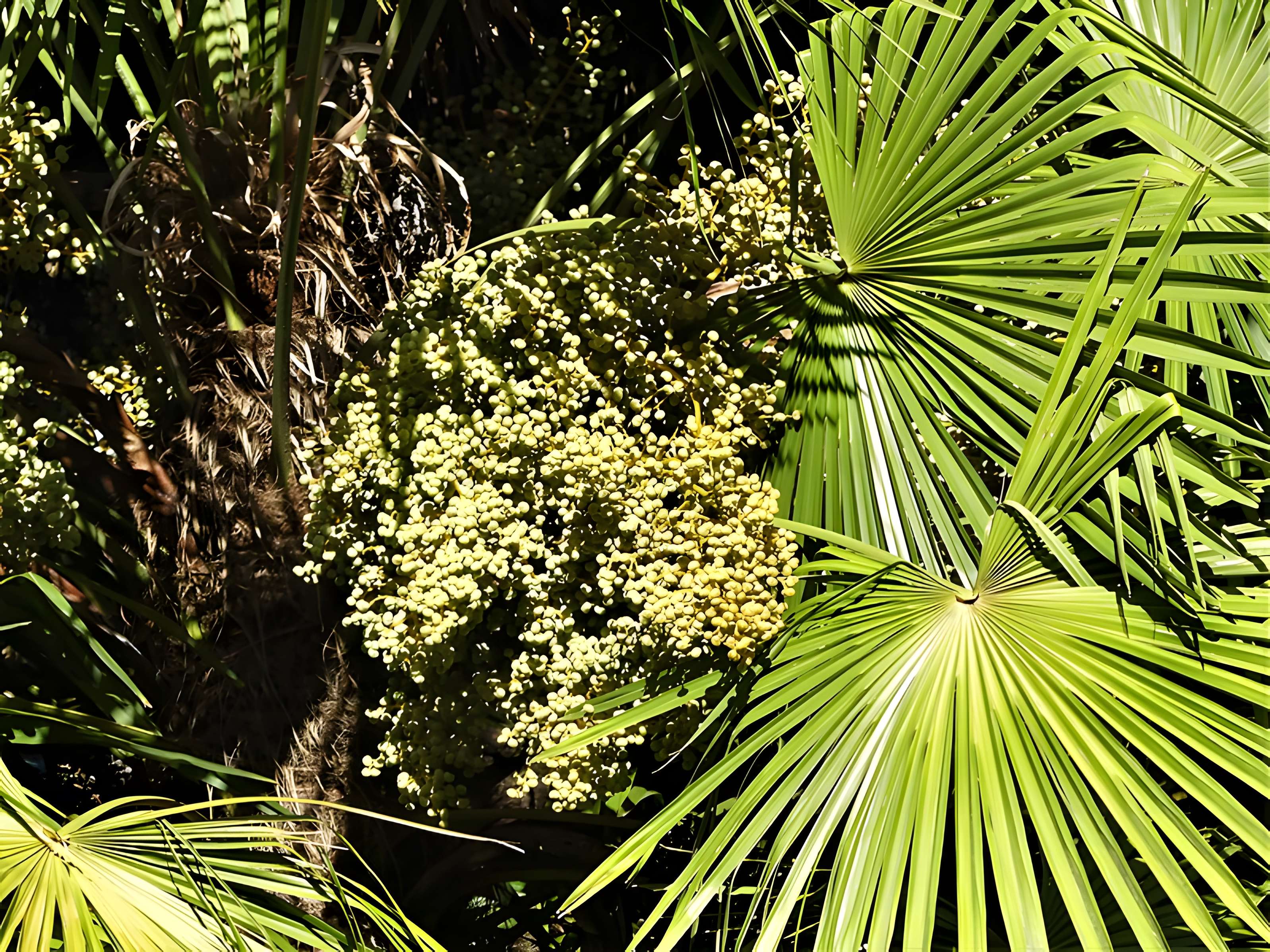 Château de Mounet-Sully