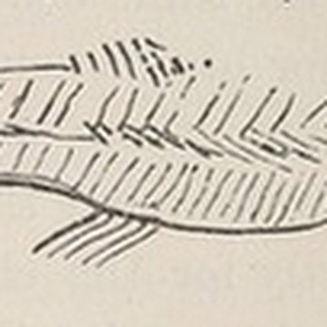 Gisement de Laugerie-Basse