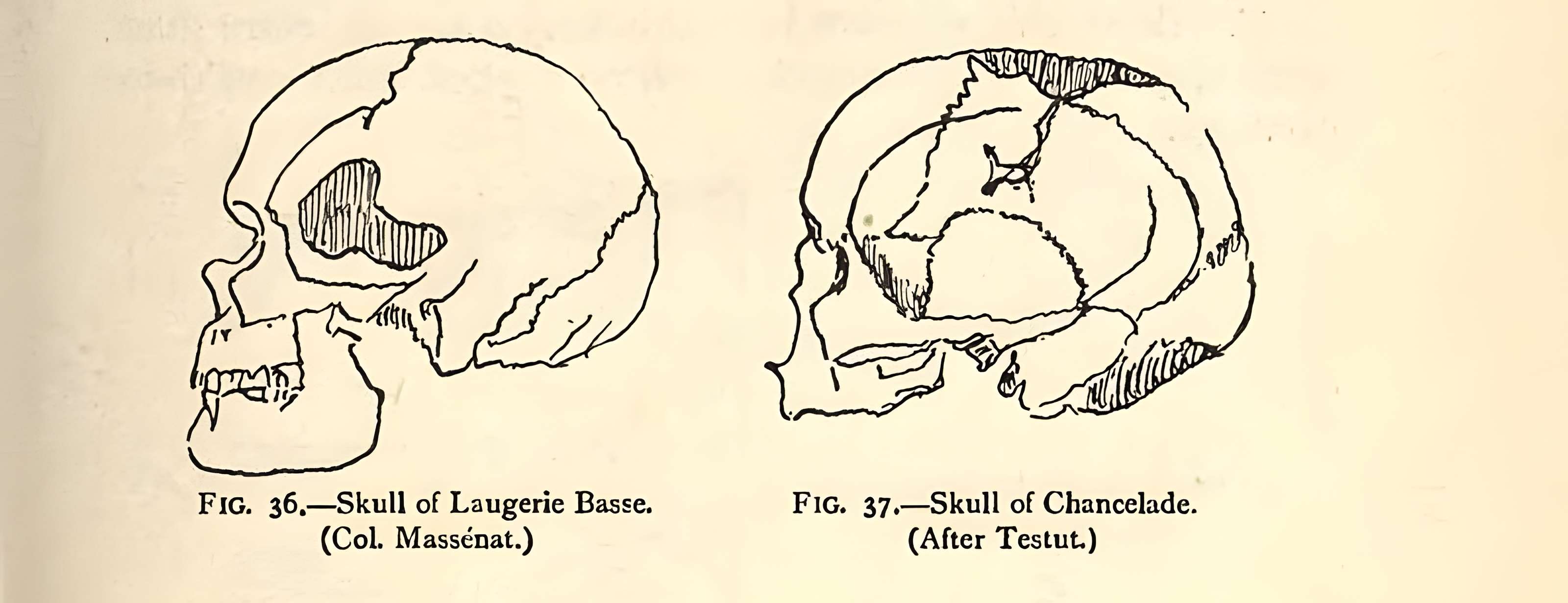 Gisement de Laugerie-Basse