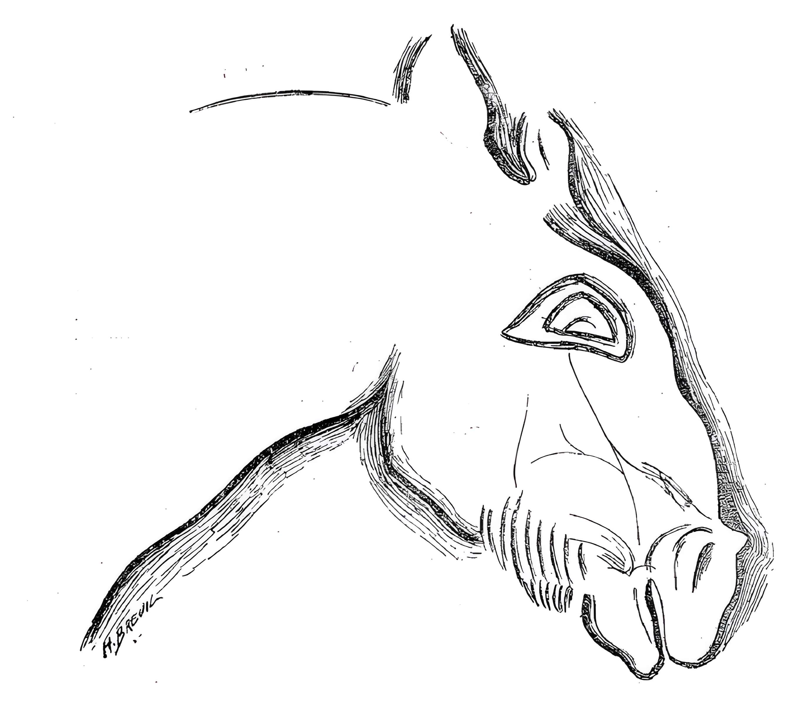 Grotte du château de Comarque