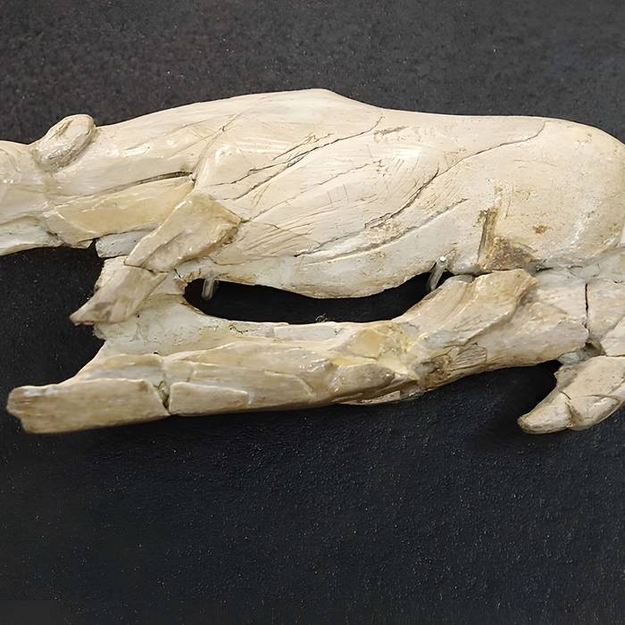 Photo de Gisement préhistorique de la Madeleine