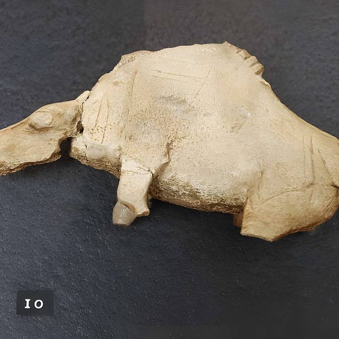 Photo de Gisement préhistorique de la Madeleine