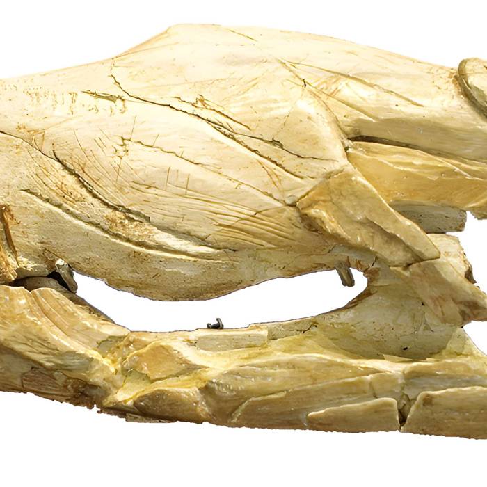 Photo de Gisement préhistorique de la Madeleine