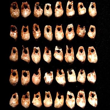 Gisement préhistorique de la Madeleine