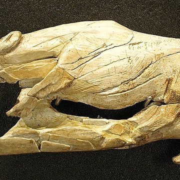 Gisement préhistorique de la Madeleine