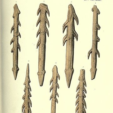 Gisement préhistorique de la Madeleine