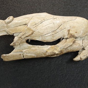 Gisement préhistorique de la Madeleine