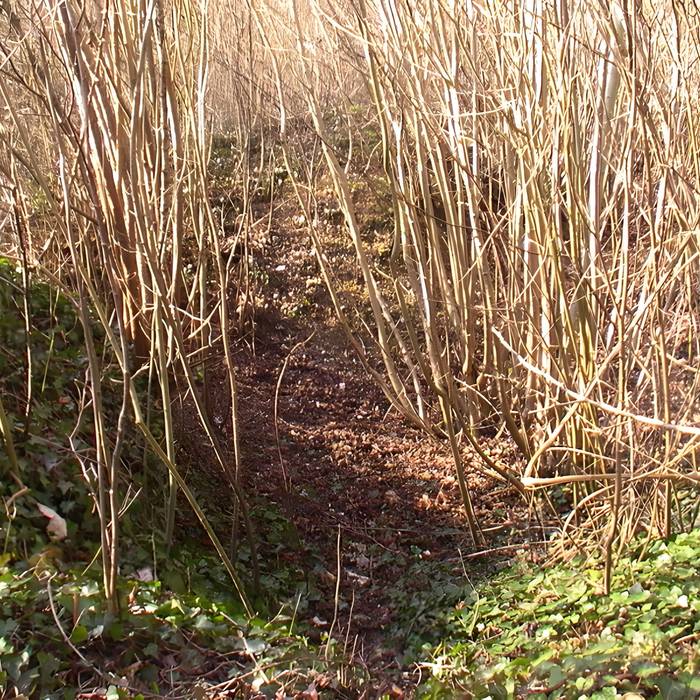Photo de Teatro antico