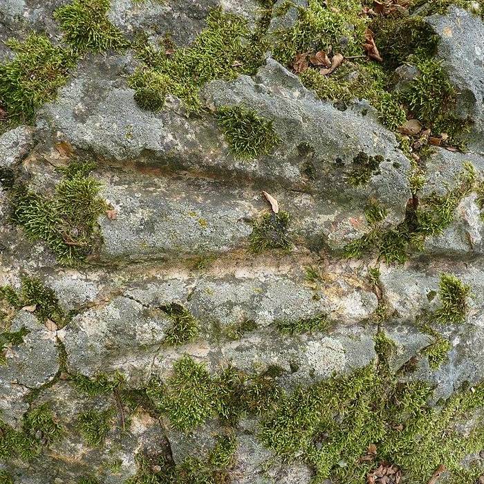 Photo de Polissoir des Griffes du Diable