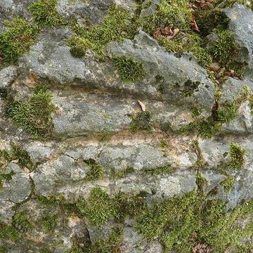 Polissoir des Griffes du Diable
