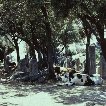 Alignements de statues-menhirs dénommés Rinaiu et I Stantare