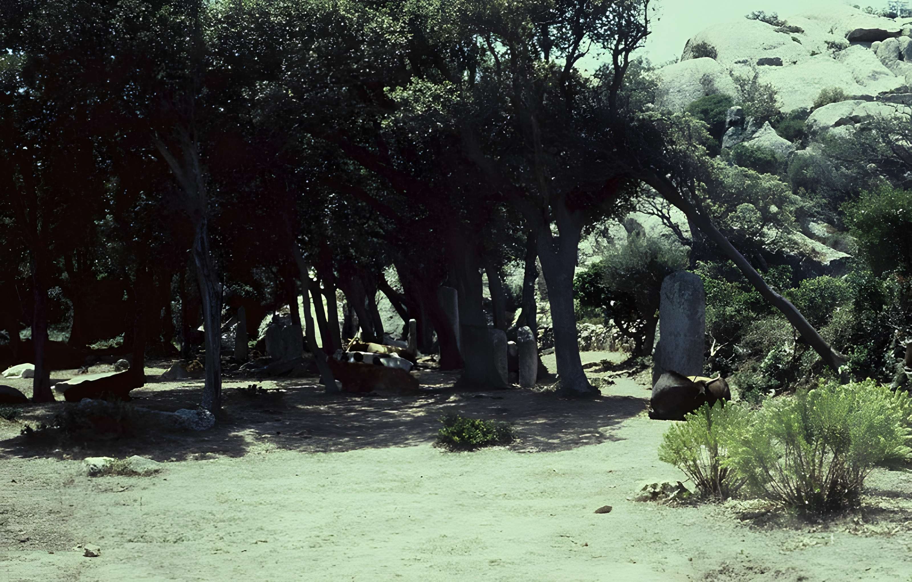 Alignements de statues-menhirs dénommés Rinaiu et I Stantare