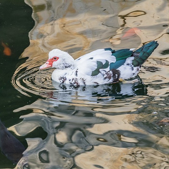 Photo de Jardin de la Fontaine