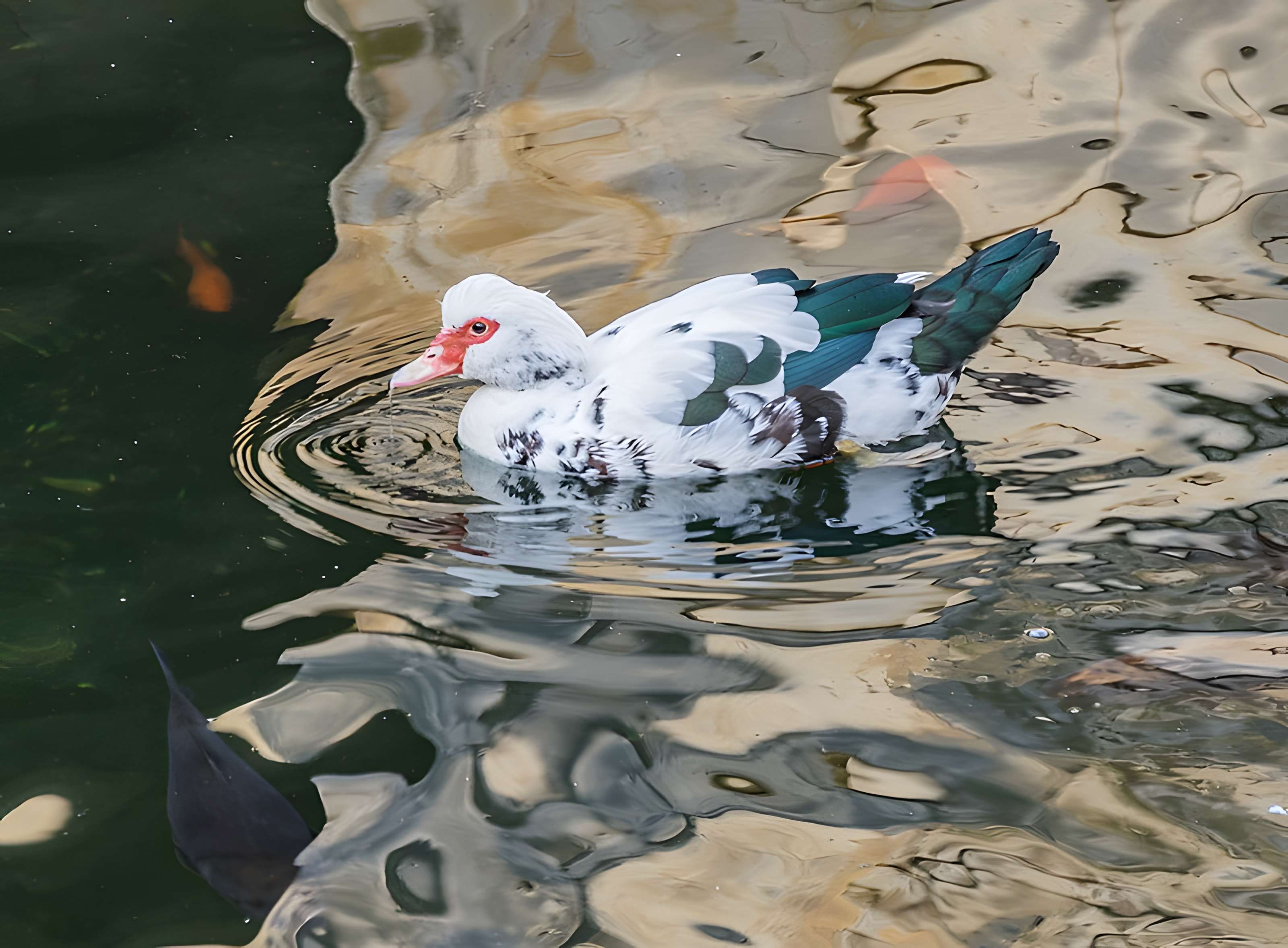 Jardin de la Fontaine