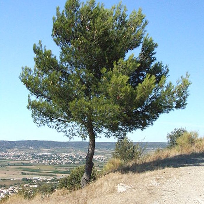 Photo de Oppidum de Roque de Viou également sur commune de Nages-et-Solorgues