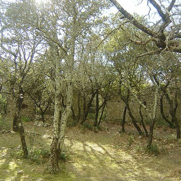 Ancienne chapelle Saint-Pierre-de-Castres