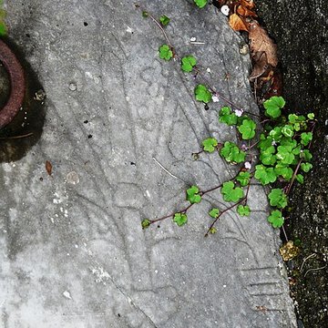 Église Saint-Barthélémy de Bramevaque