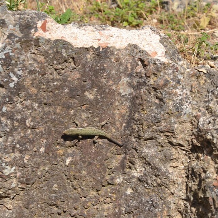 Photo de Aqueduc de Nîmes