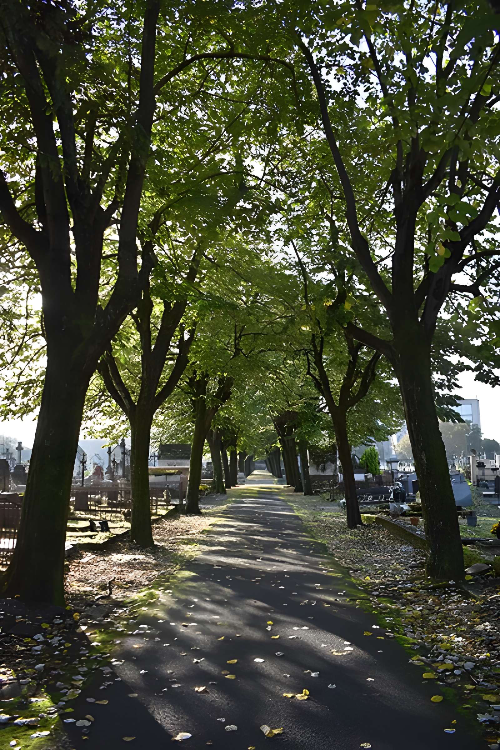 Cimetière de la Chartreuse