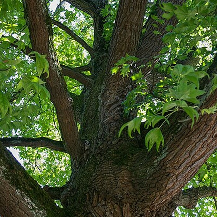 Photo de Jardin public