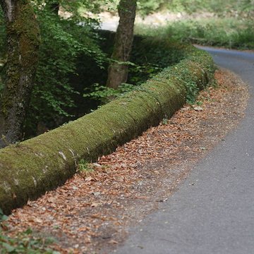 Chartreuse de Montrieux