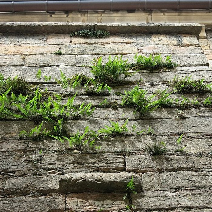 Photo de Église Sainte-Madeleine de Tournus