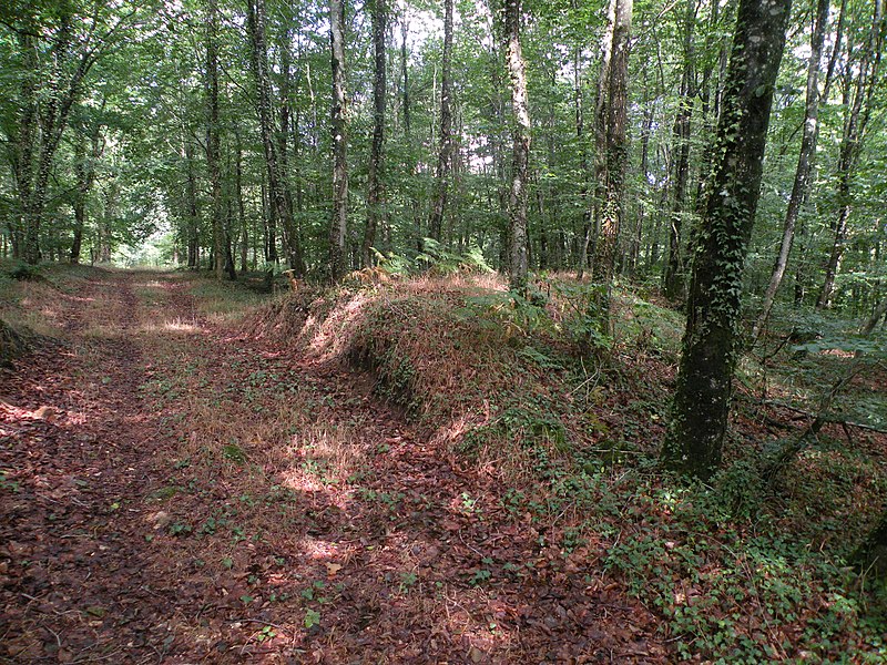 Photo de Oppidum situé dans la forêt domaniale de Fougères