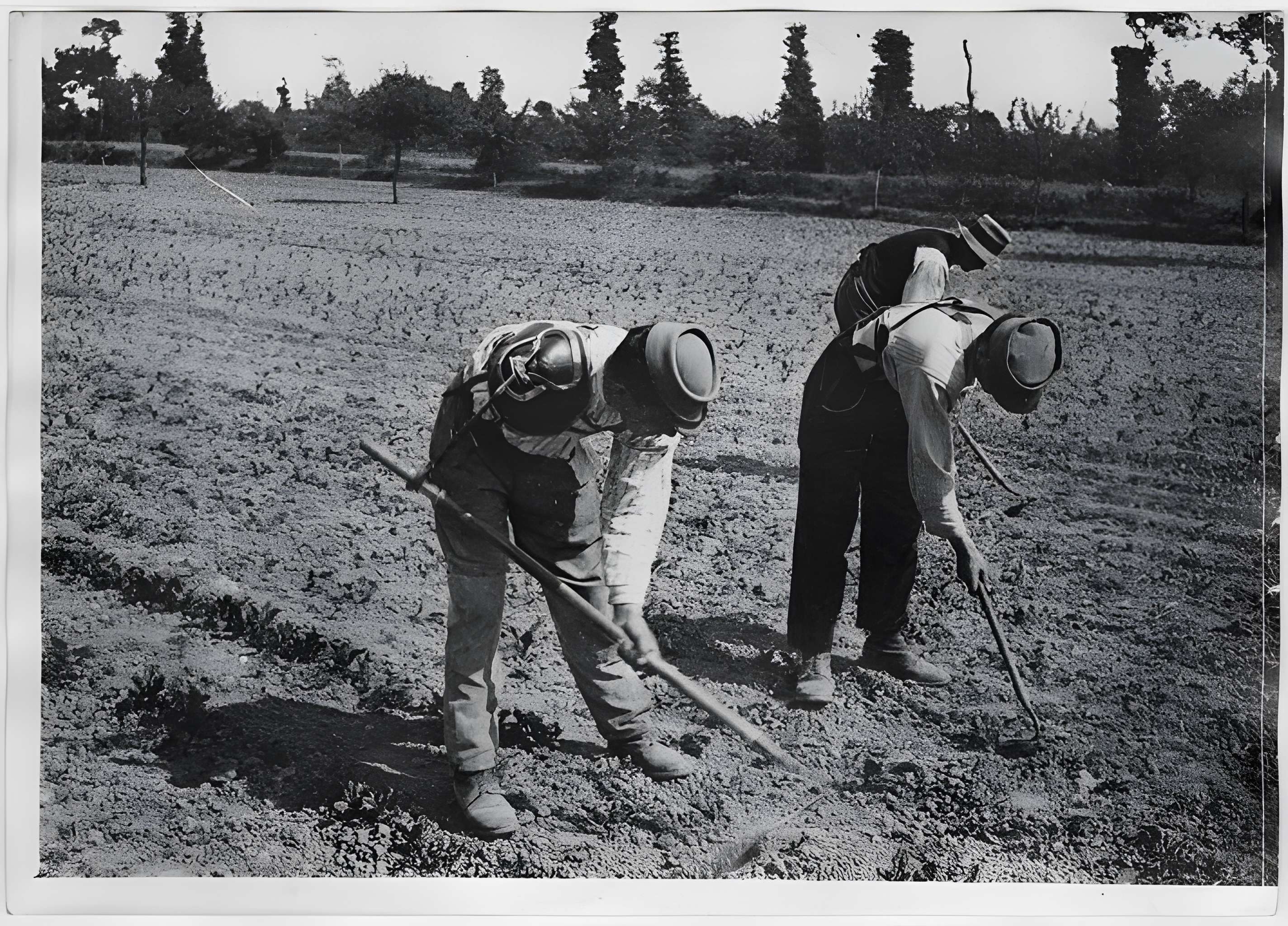 Ecole d'Agriculture de Rennes, aujourd'hui Agrocampus Ouest