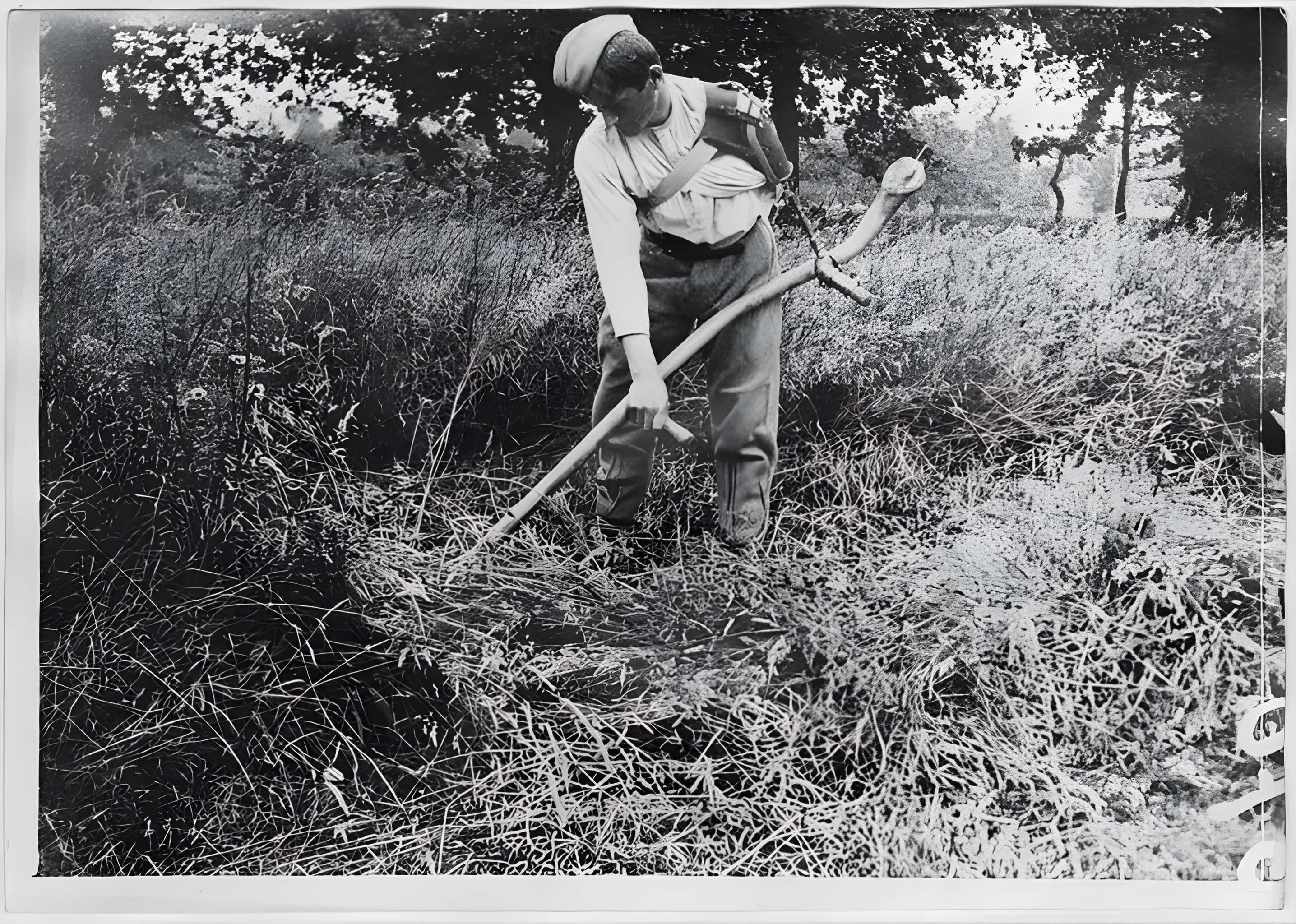 Ecole d'Agriculture de Rennes, aujourd'hui Agrocampus Ouest