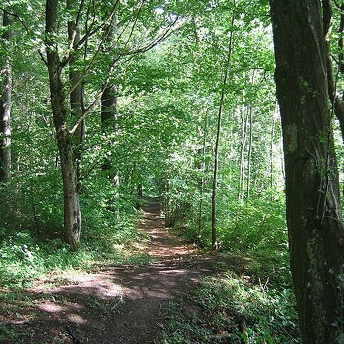 Photo de Chartreuse du Mont-Dieu