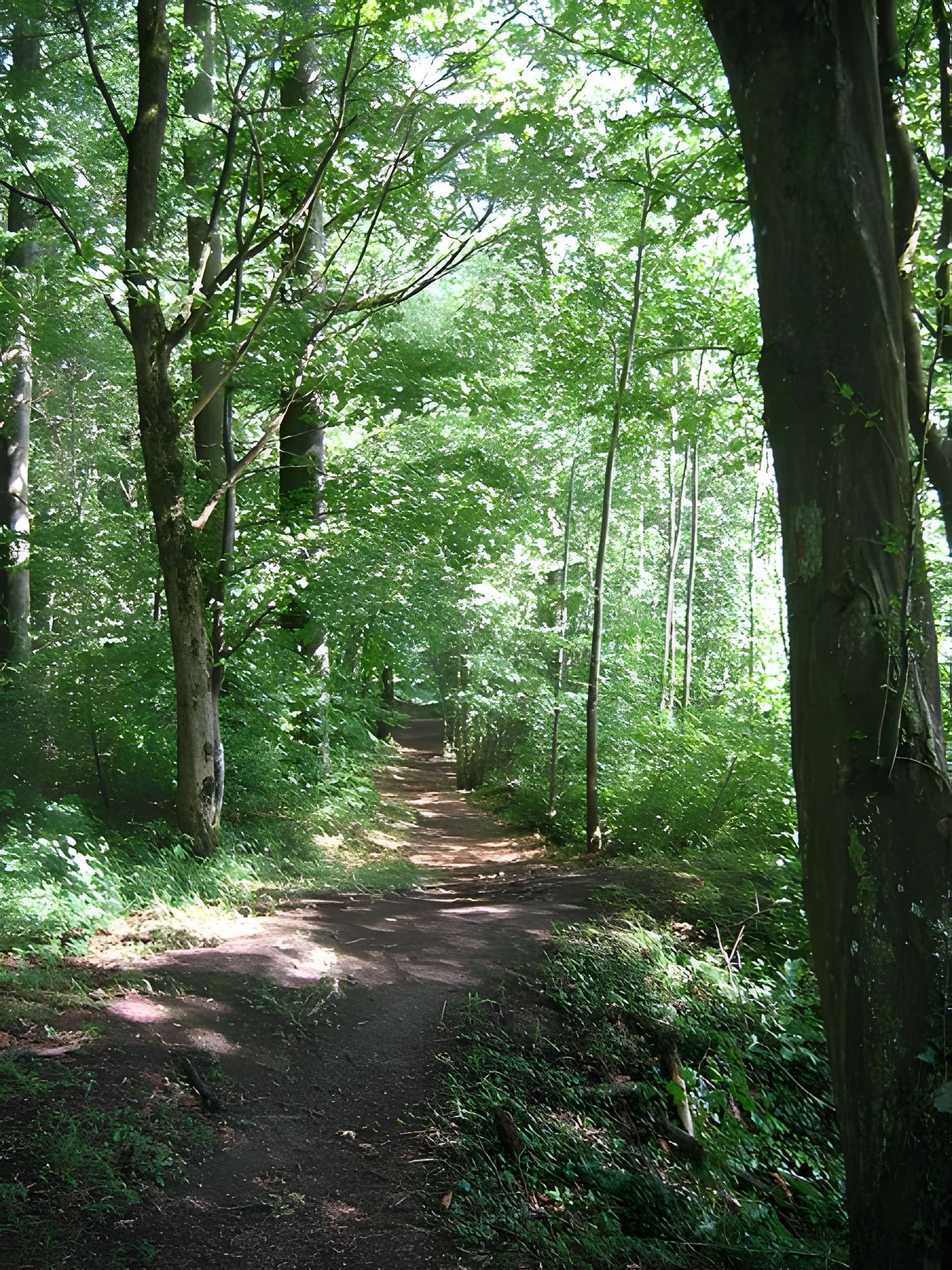 Chartreuse du Mont-Dieu