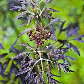 Domaine de Chanteloup