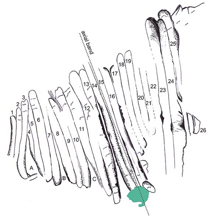 Photo de Gisement paléolithique de la Roche-Cotard