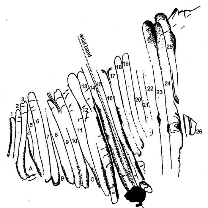 Photo de Gisement paléolithique de la Roche-Cotard