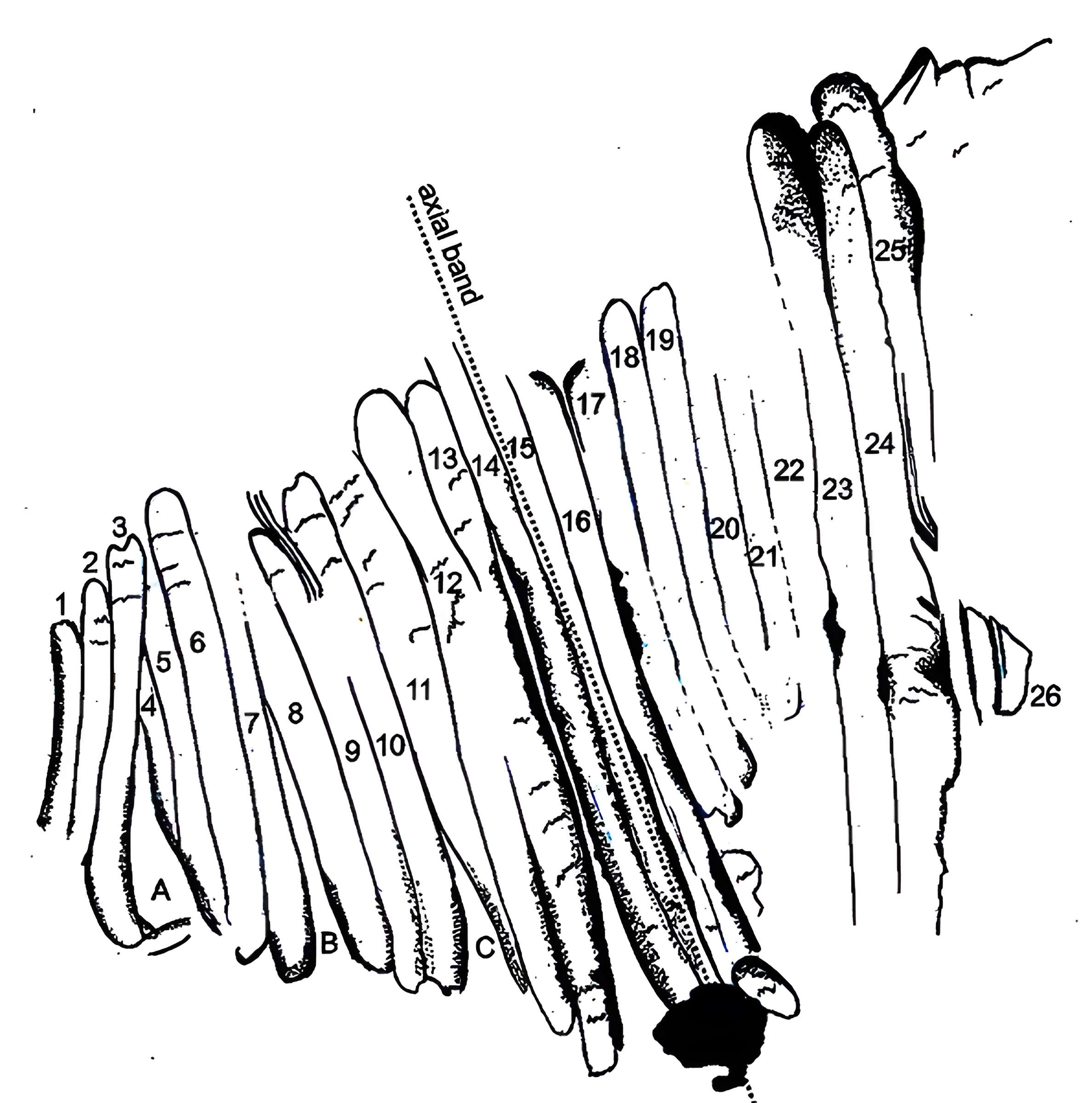 Gisement paléolithique de la Roche-Cotard
