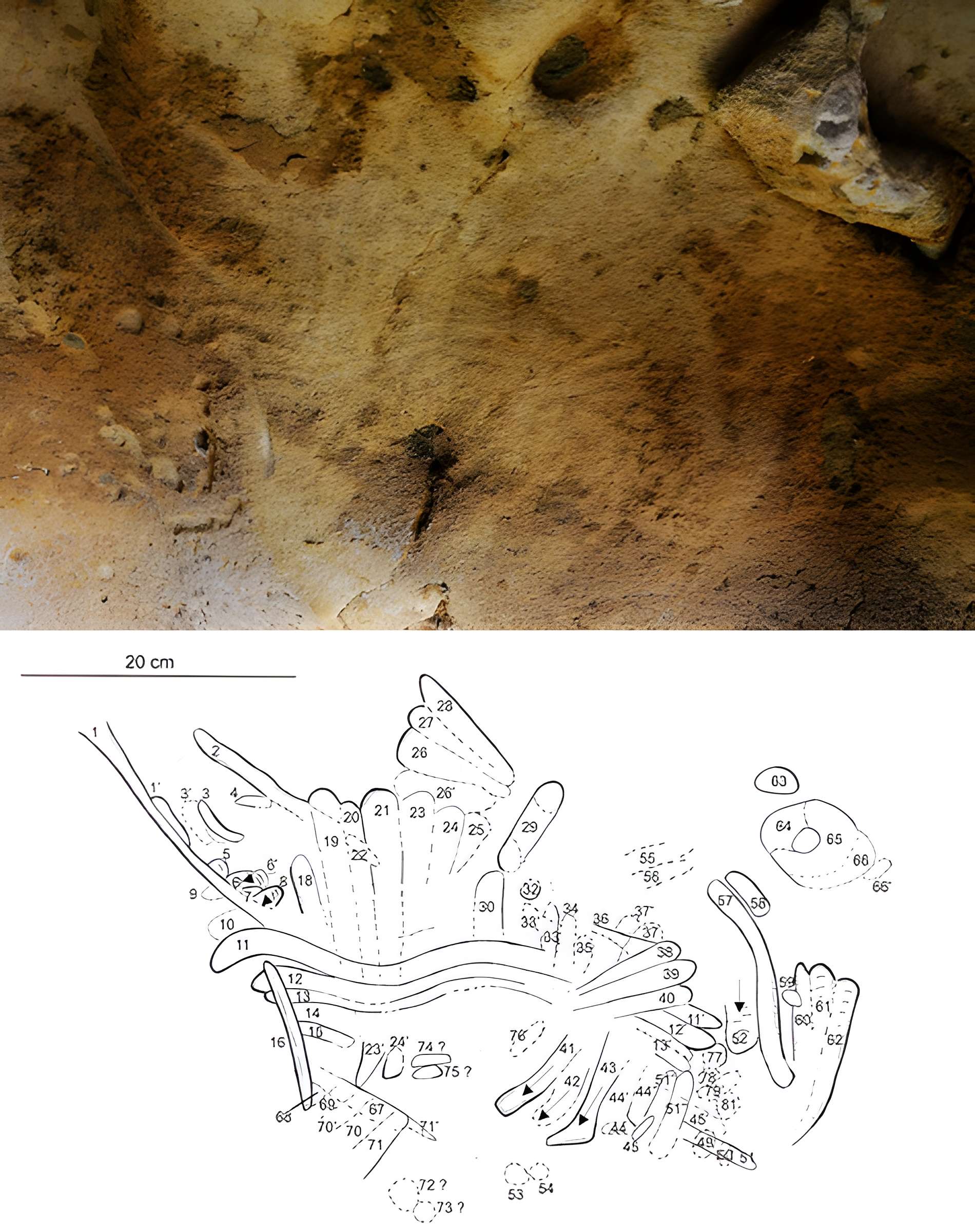 Gisement paléolithique de la Roche-Cotard