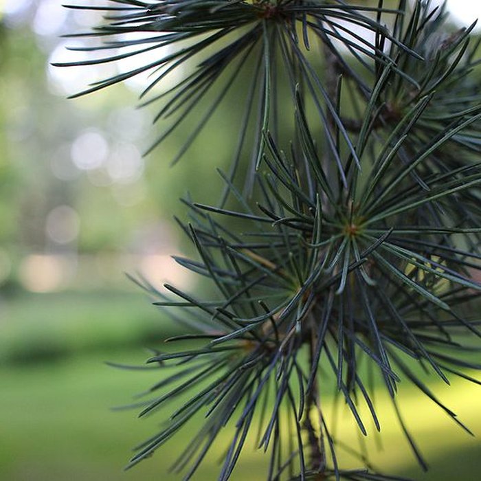 Photo de Jardin des Prébendes dOé