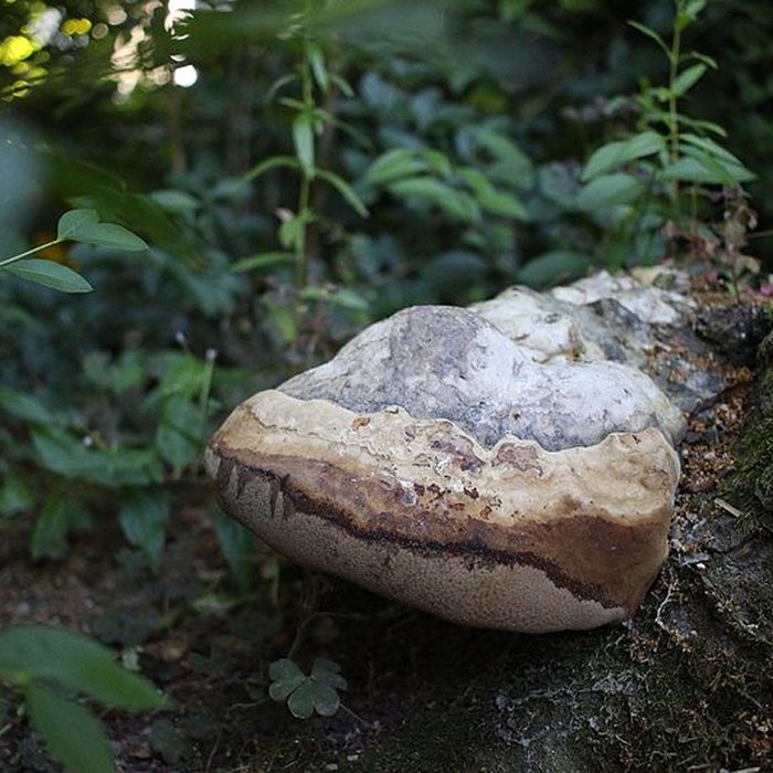 Photo de Jardin des Prébendes dOé