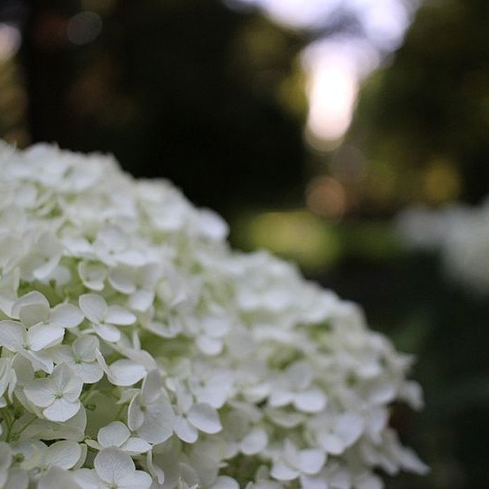 Photo de Jardin des Prébendes dOé