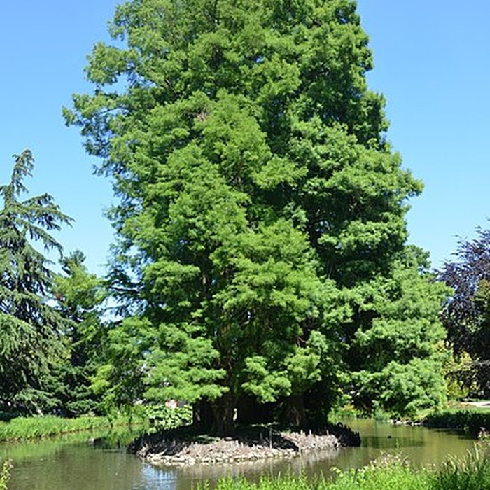 Photo de Jardin des Prébendes dOé