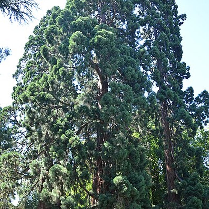Photo de Jardin des Prébendes dOé