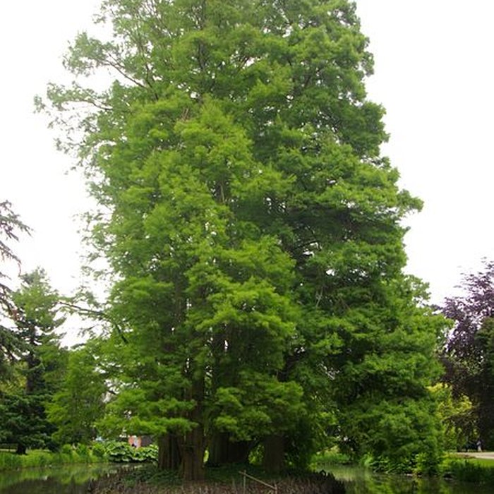 Photo de Jardin des Prébendes dOé