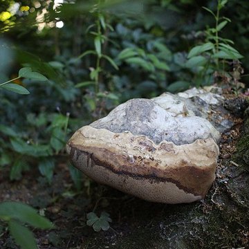 Jardin des Prébendes dOé