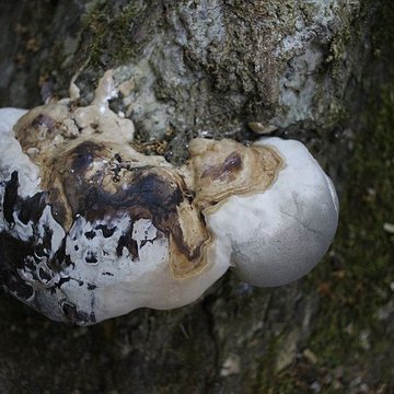 Jardin des Prébendes dOé
