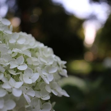 Jardin des Prébendes dOé