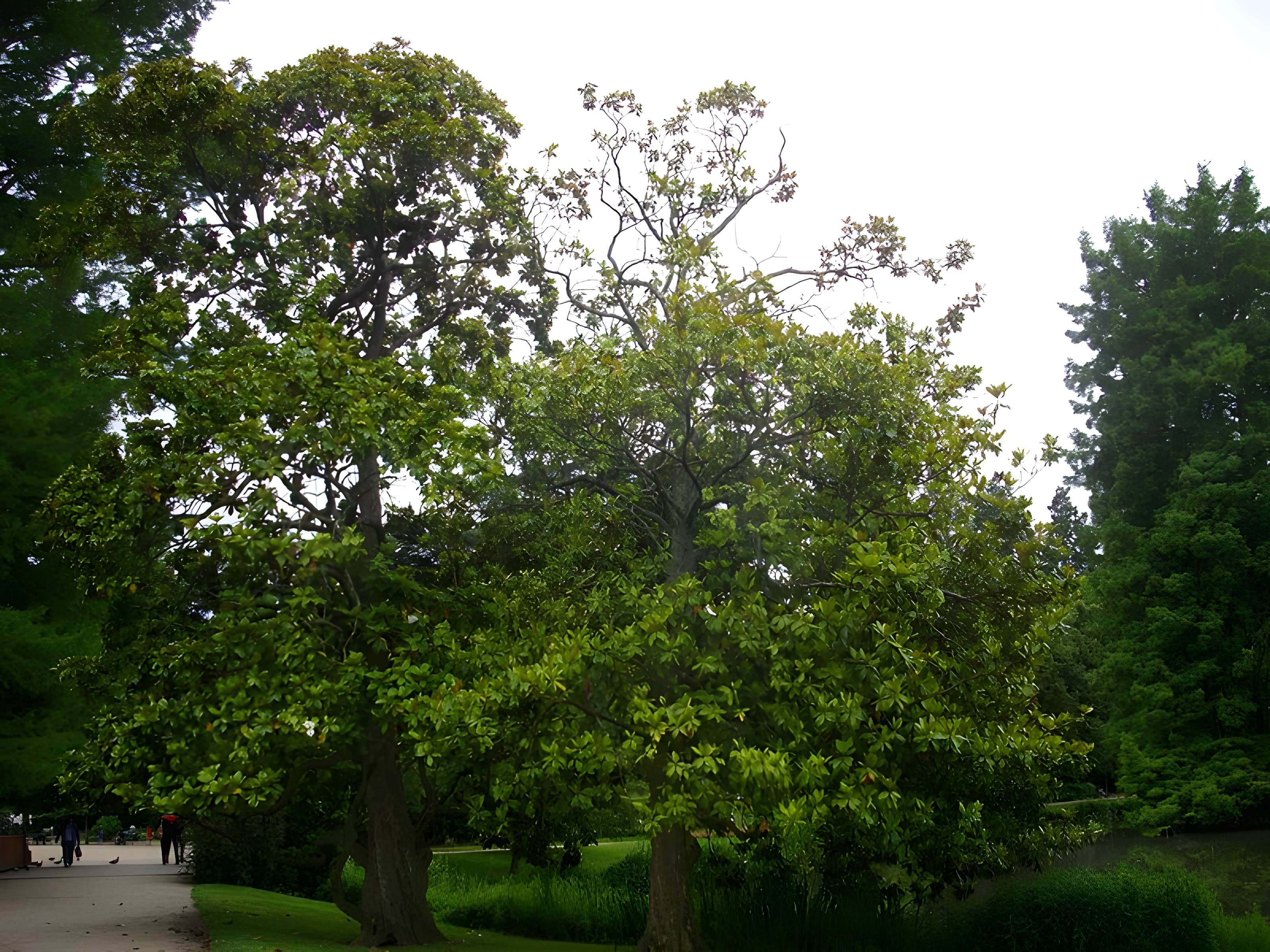 Jardin des Prébendes d'Oé