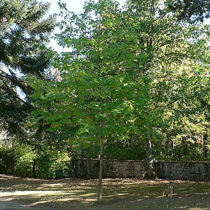 Photo de Château de Virieu